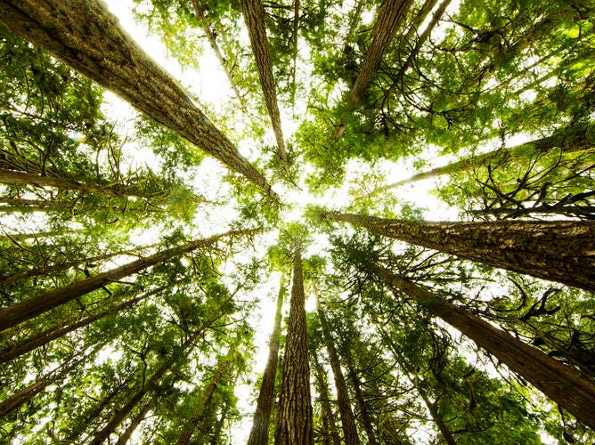 Looking up at trees in forest